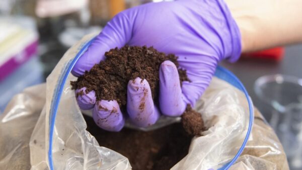 gloved hand holding soil in lab