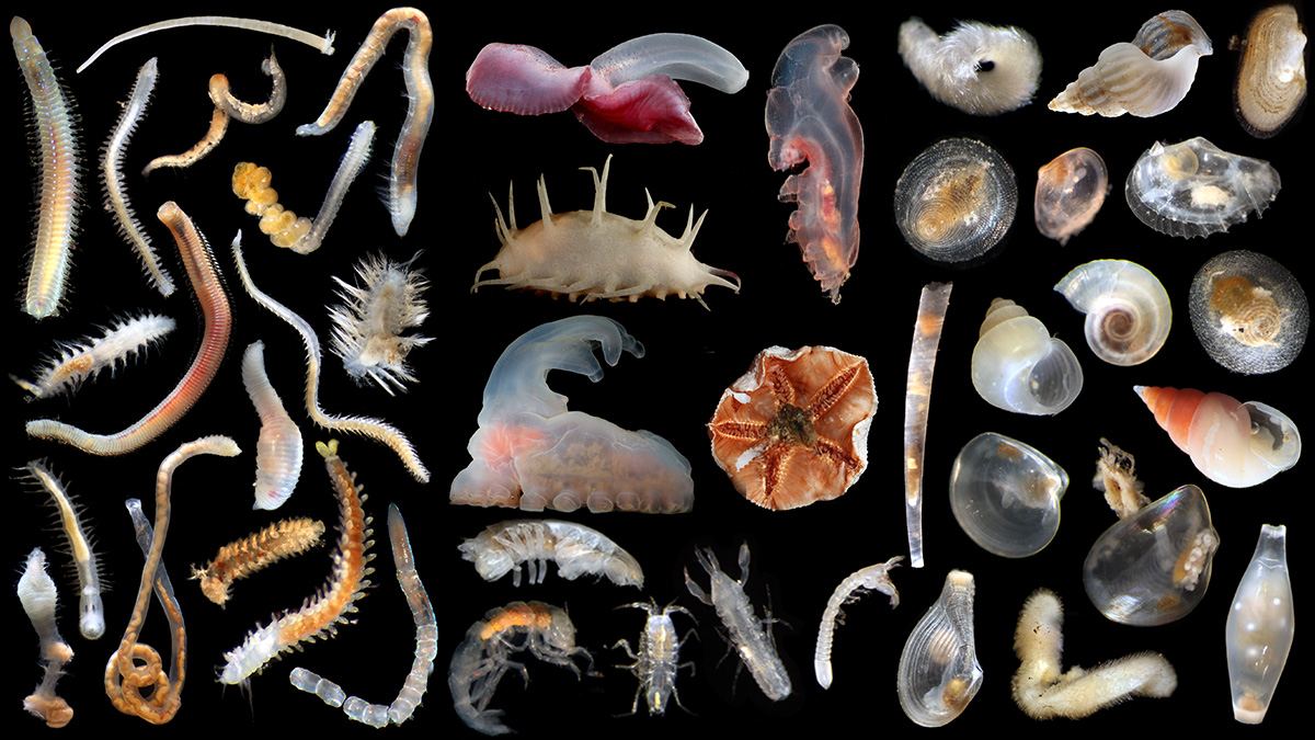 PICTURES: Scientists uncover 5,000 new animal species in huge study