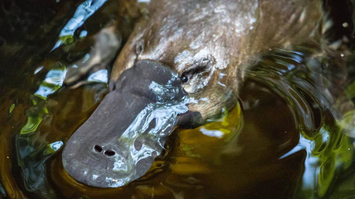 Platypuses, what's more serious? in 2023