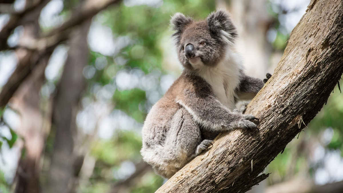 Scientists are vaccinating wild koalas against chlamydia