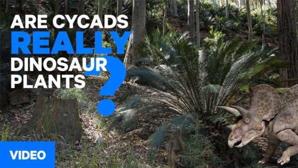 CB CYCADS WEB