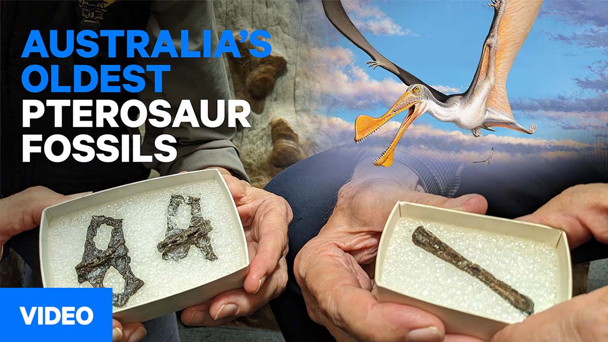 Australia's oldest pterosaur fossils include first juvenile