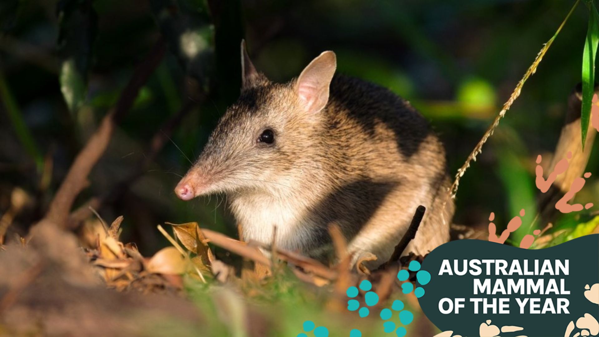 Southern long-nosed bandicoot: icon of olfactory prowess