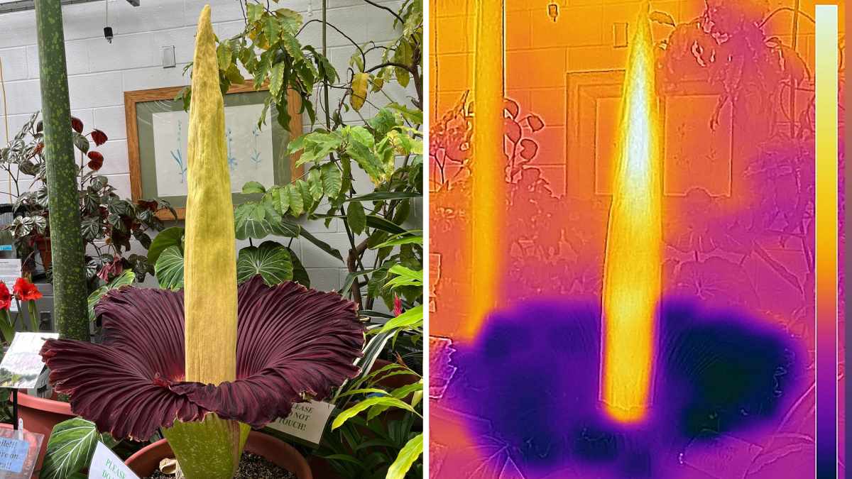 Why do corpse flowers smell so bad – and heat up? 