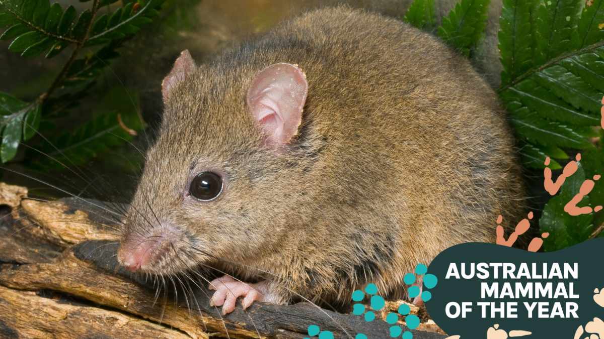 The Bush Rat: A Glimpse into Australia's Nocturnal World