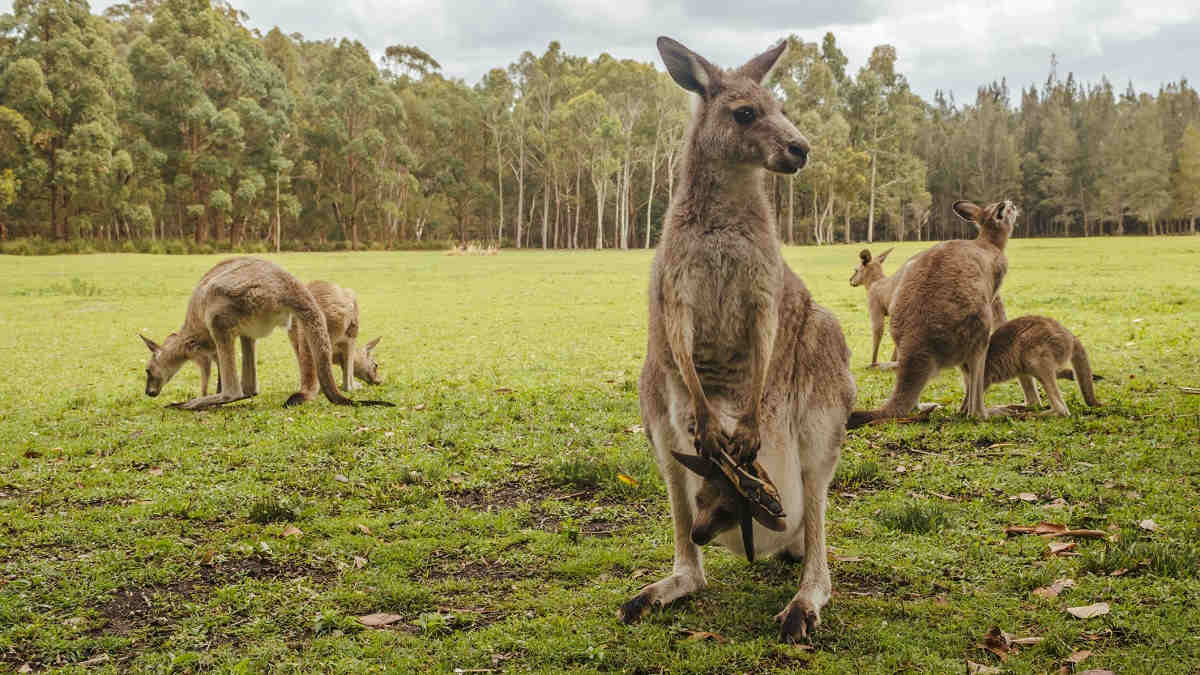 Garis tak terlihat menghentikan kanguru, bukan goanna dan kookaburra