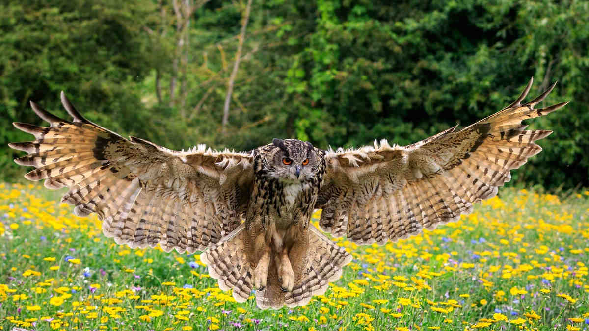 Fossilised tracks might show ancient birds of prey hunting