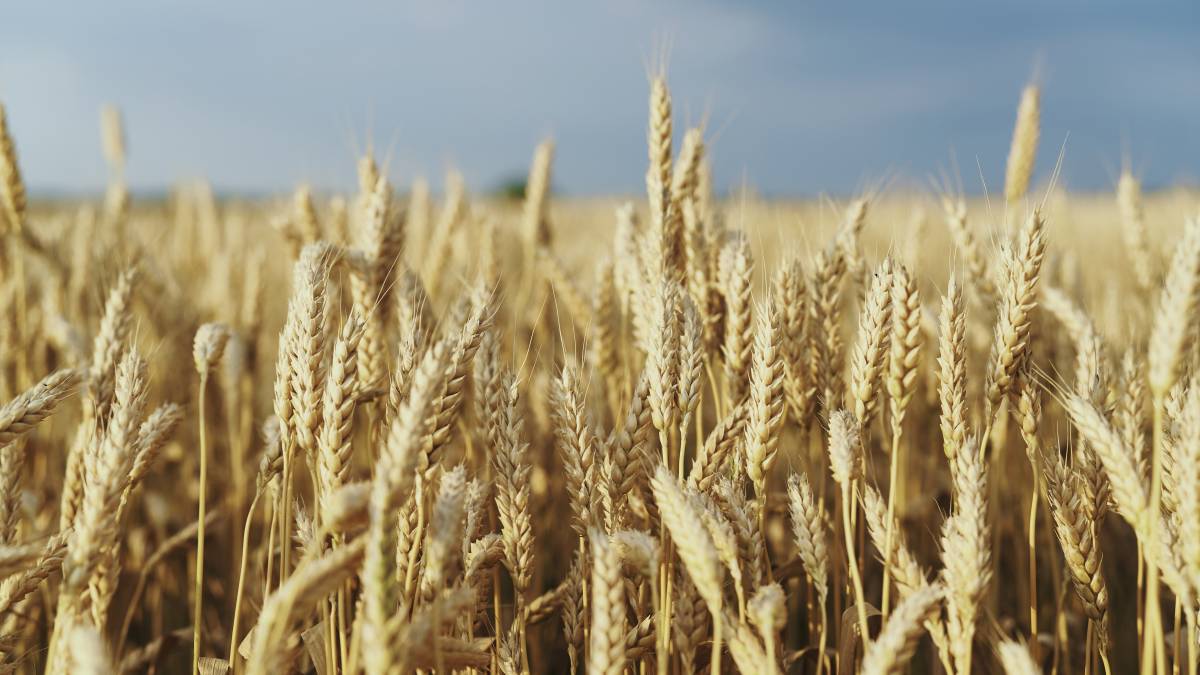 Breeding wheat plants with better starch