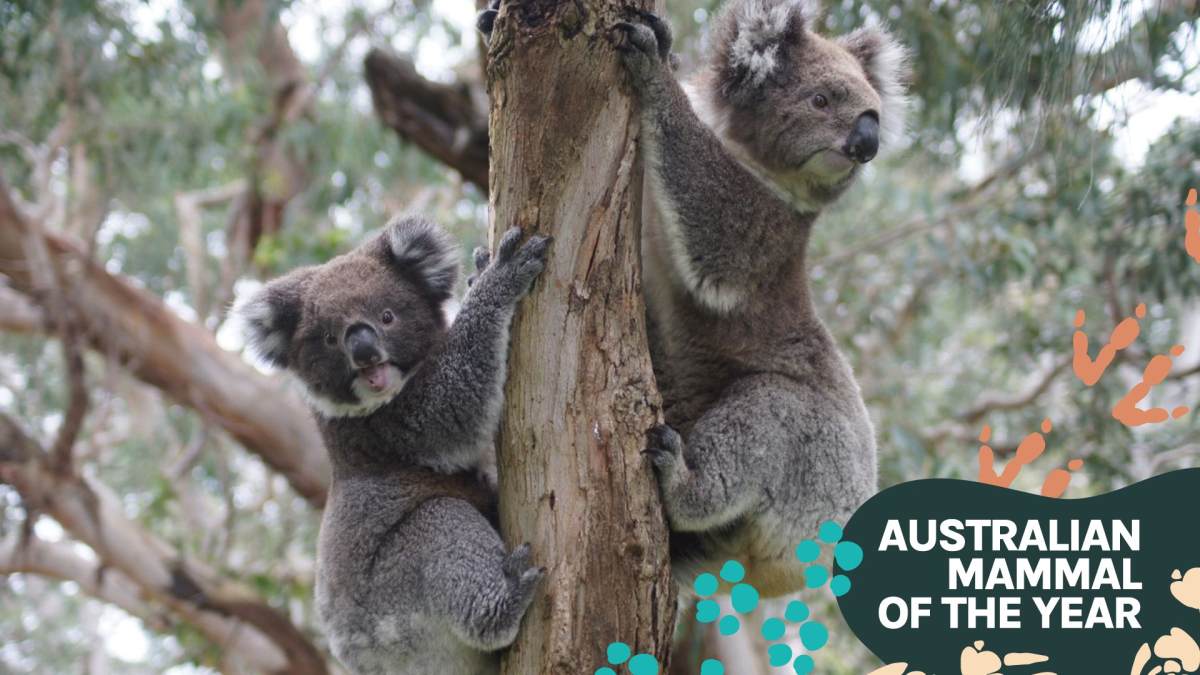 Koalas: All About the Marsupial Symbol of Australia - Expedition Wildlife