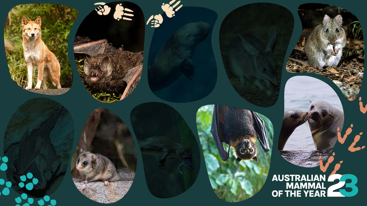 Australian Mammal of the Year Top 6 – who gets your vote?