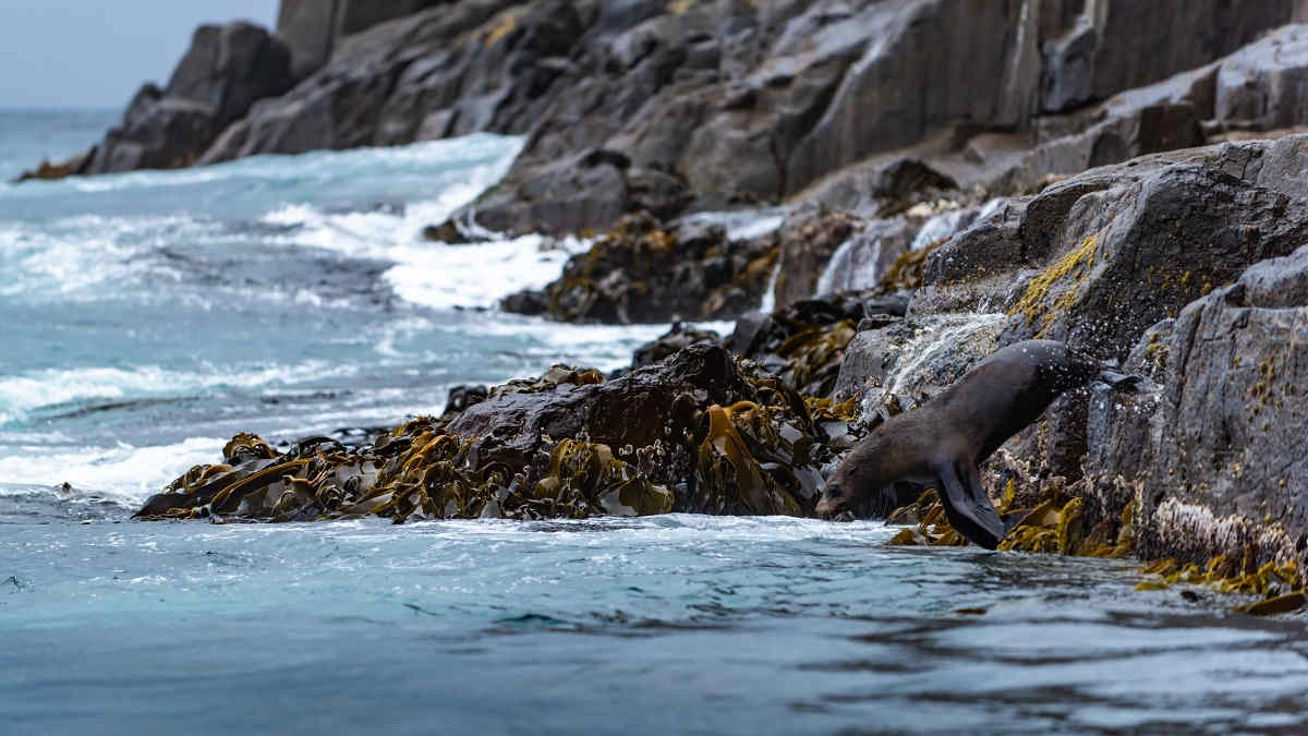 Forecast For Tasman Sea Spells Danger For Marine Life   GettyImages 1209531907 