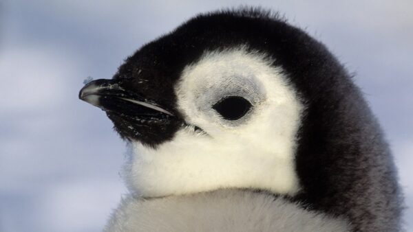 Emperor penguin chick.
