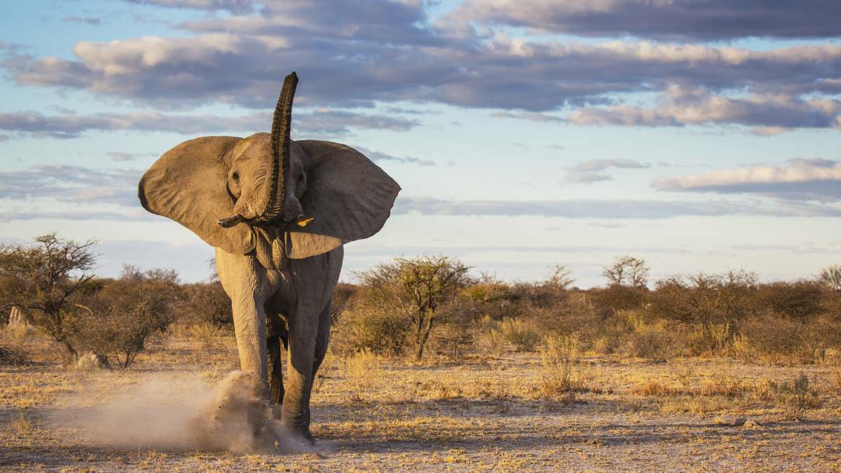  African elephant Loxodonta africana tusker Indian elephant Elephas maximus zebra warthog-0