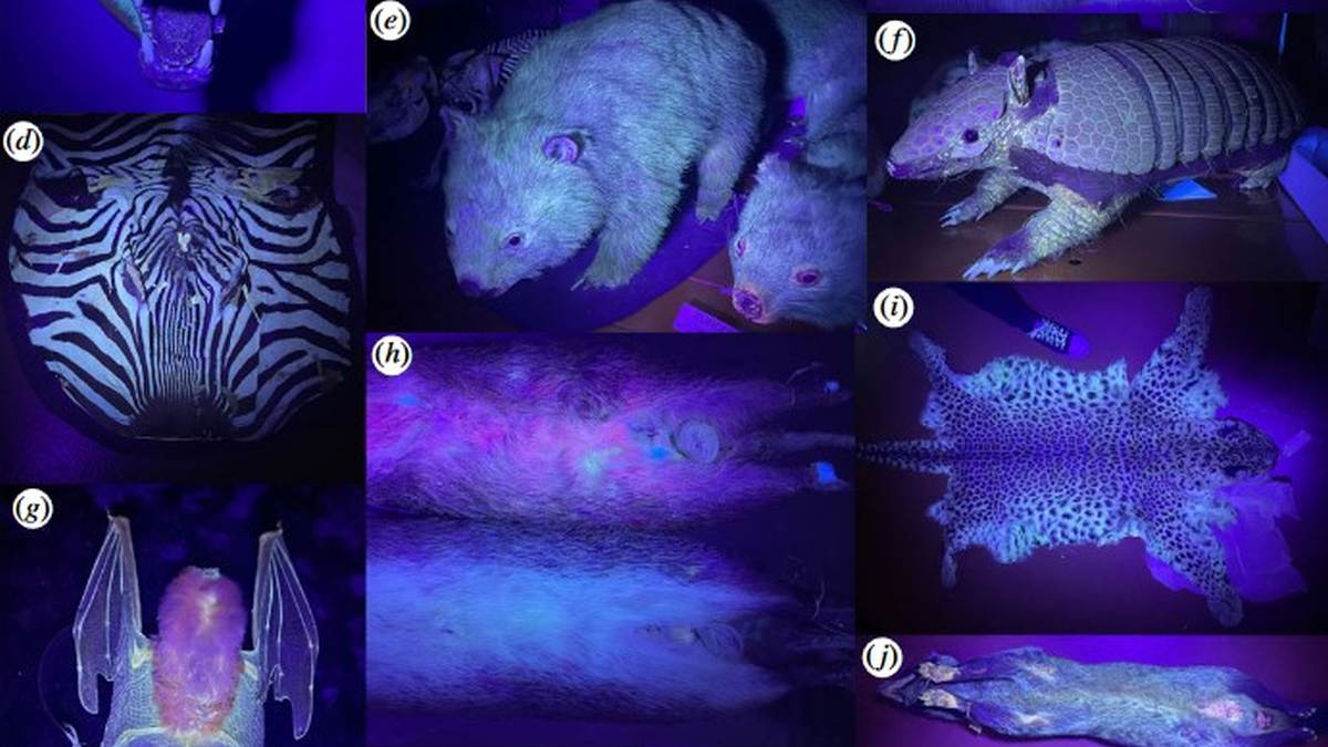 Positively glowing: fluorescent mammals are far more common than earlier  thought, study suggests, Science