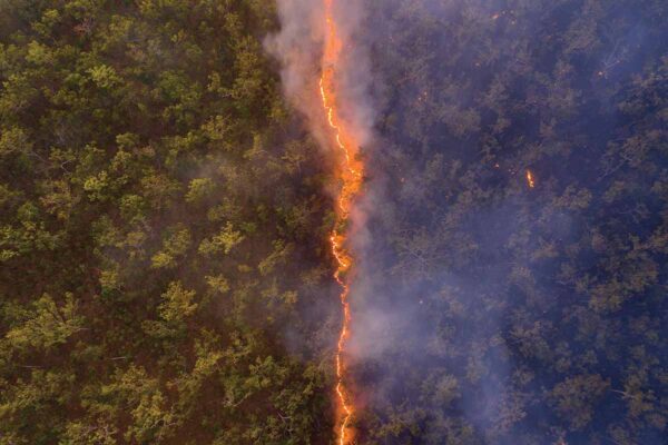 Aerial photograph shows a bushfire front dividing burnt and unburned bush.
