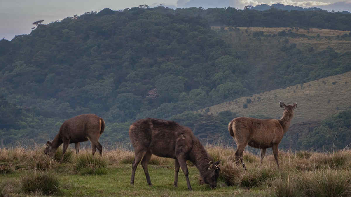 sambar-deer-rusa-unicolor