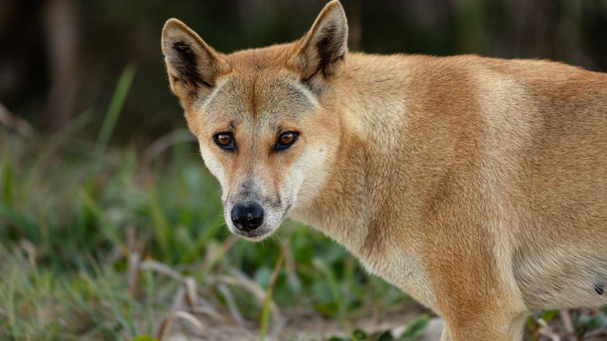 Ancient burial suggests dingoes had ‘almost-human status’