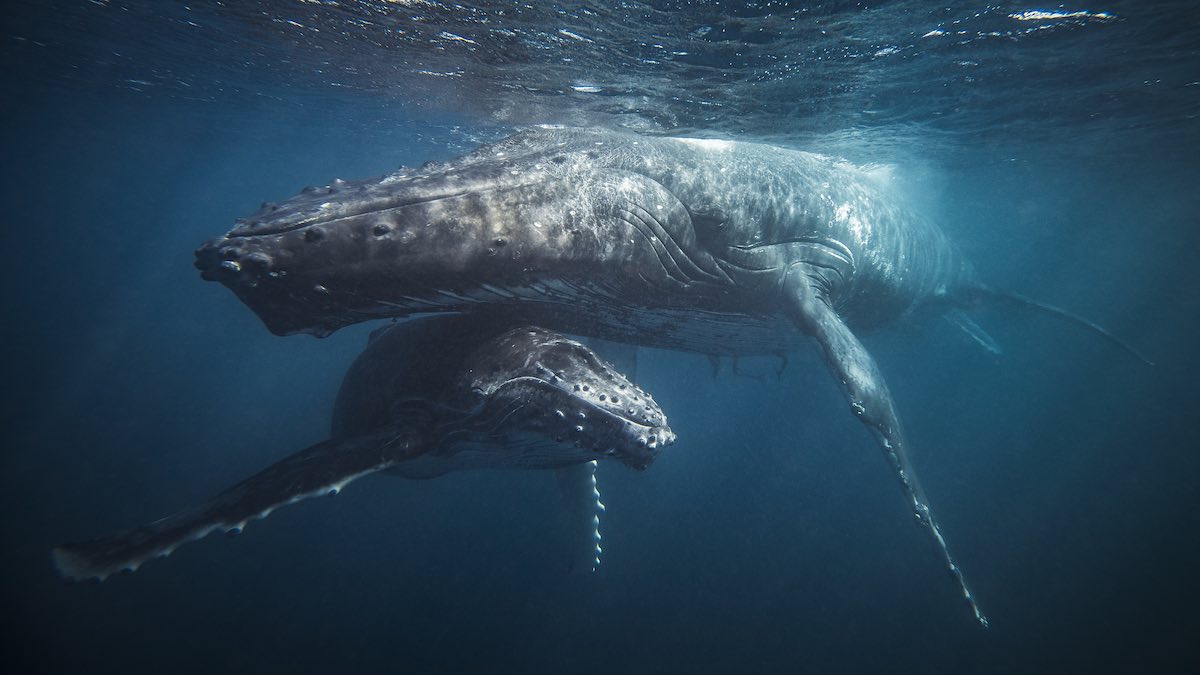 What can a humpback whale hear?