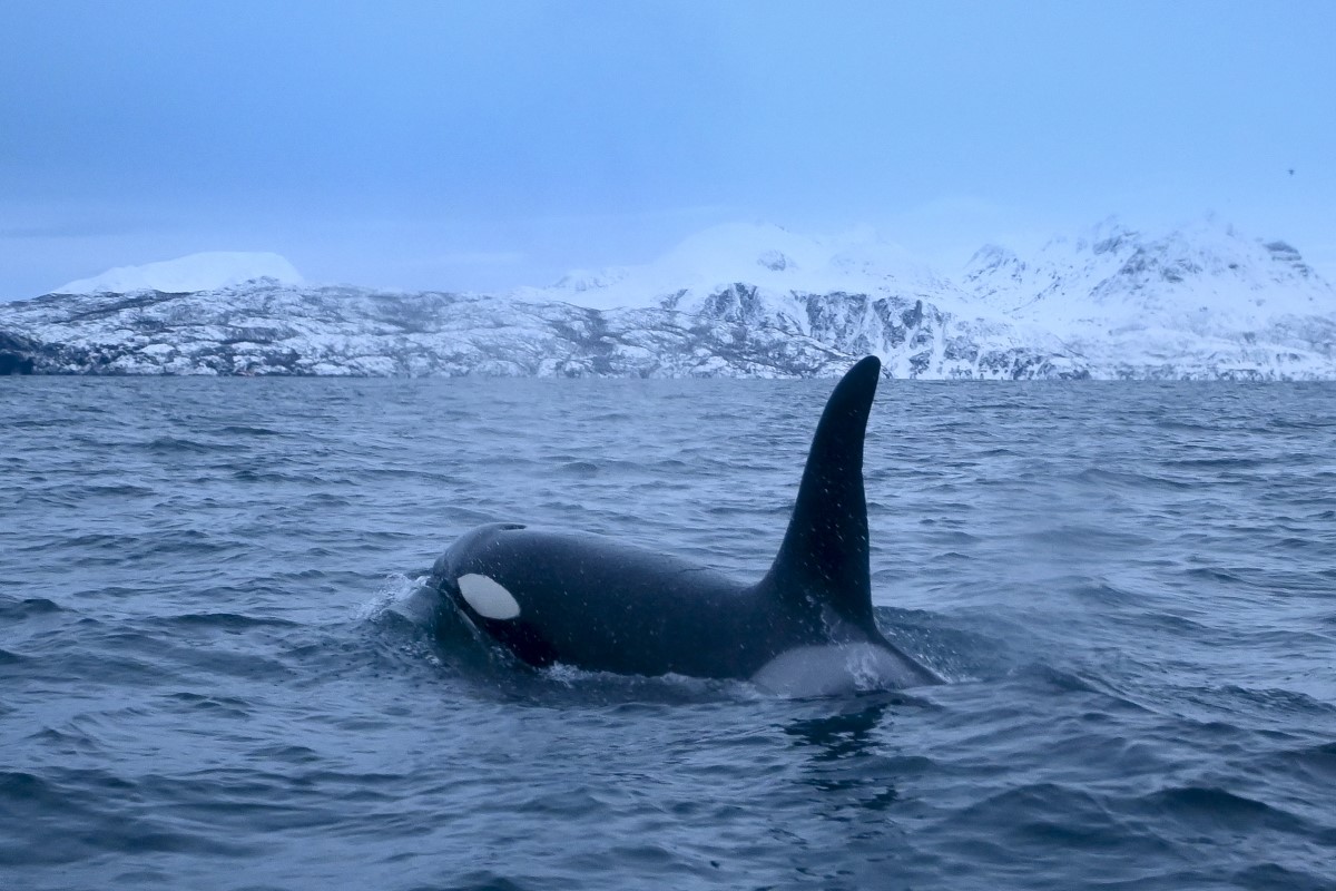 The infamous killer whales of Eden might have been Kiwis