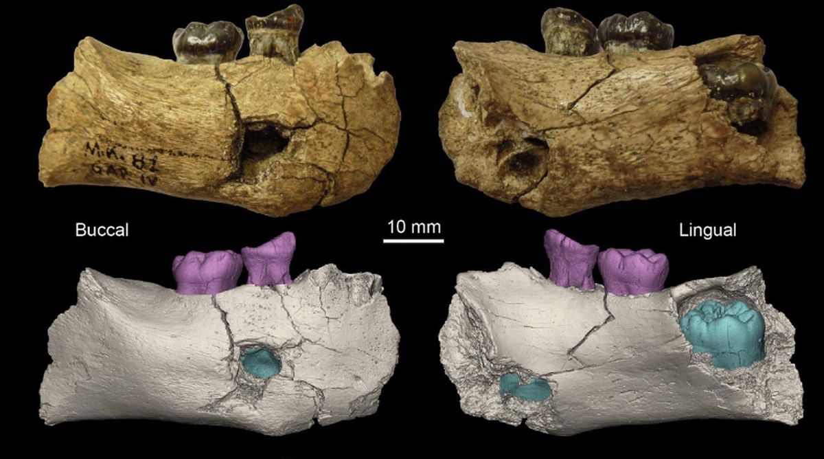 A human jawbone from Ethiopia is 2 million years old