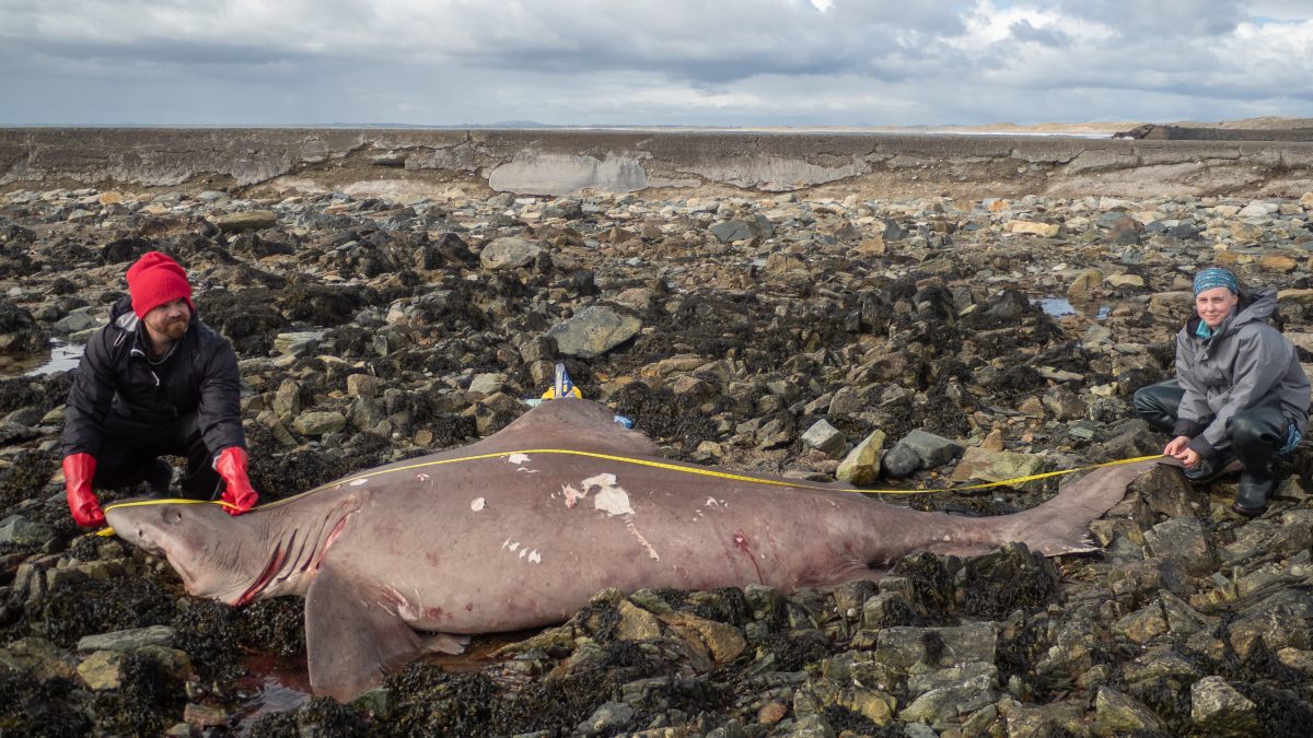 Move over Megalodon, turns out many sharks are warm-blooded too