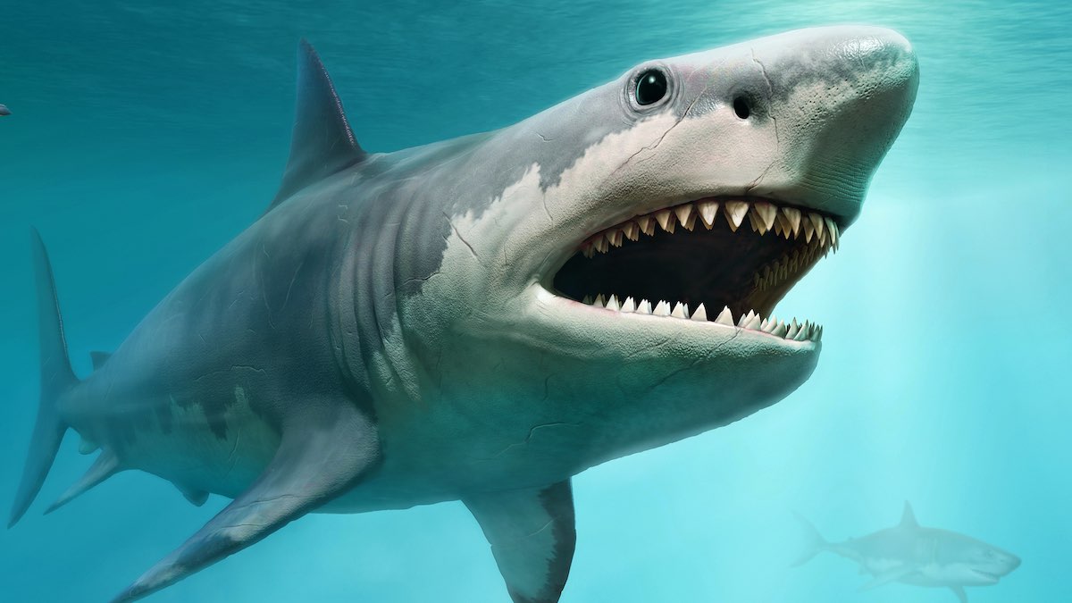  great white shark white shark man-eater man-eating shark Carcharodon carcharias tiger shark Galeocerdo cuvieri hammerhead hammerhead shark electric ray crampfish numbfish torpedo-0