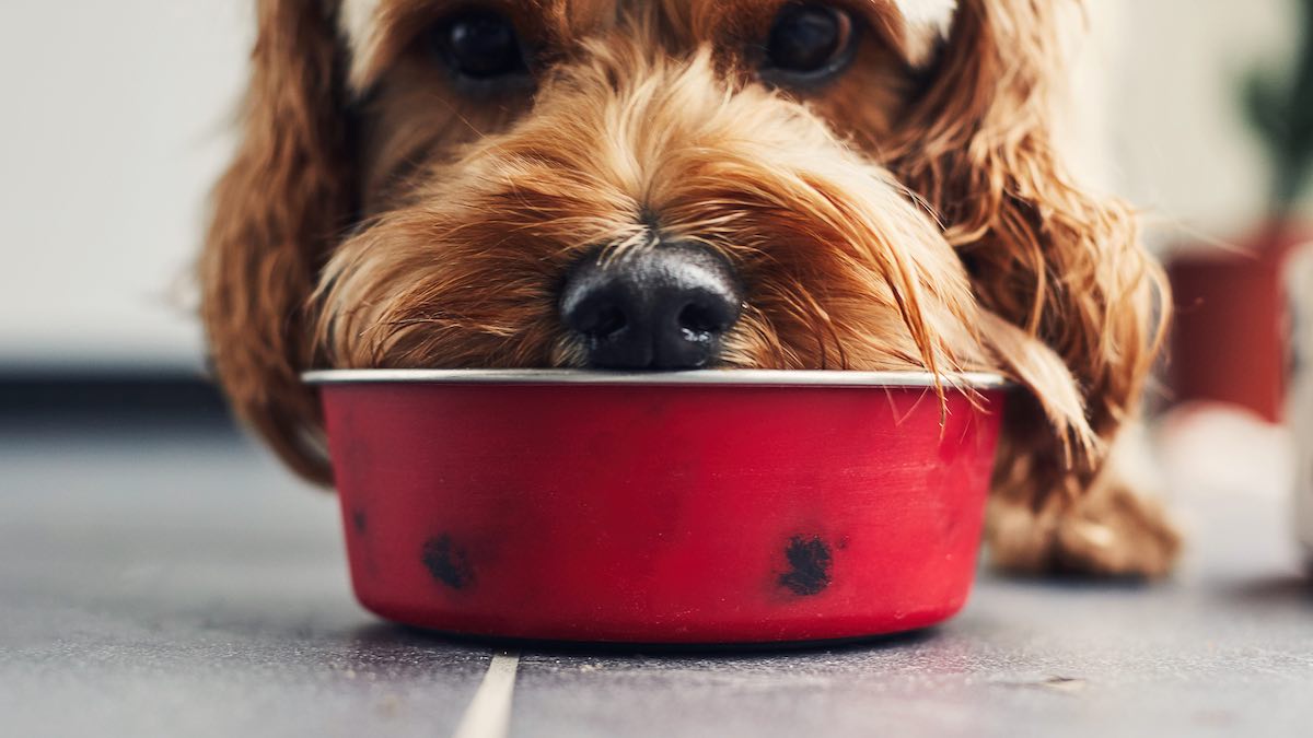 Pets on a vegan diet can help save the world