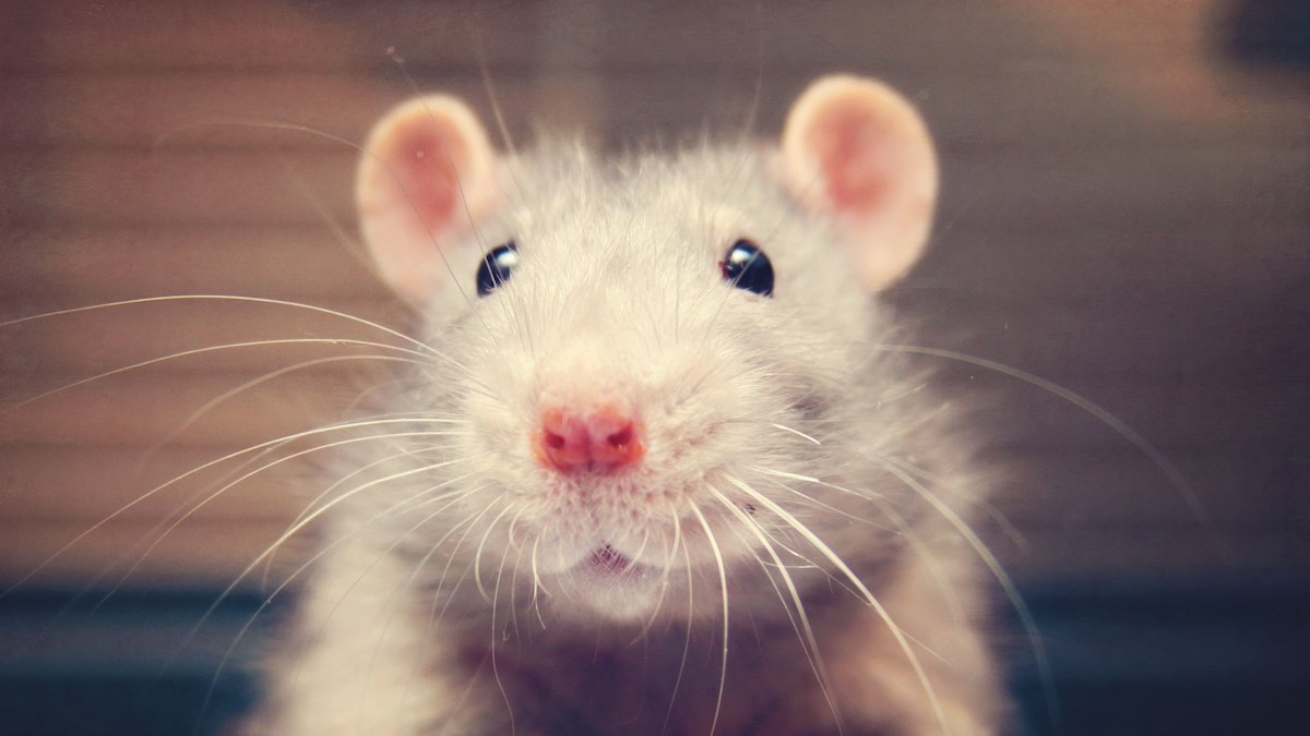 Rats Laugh, but Not Like Humans