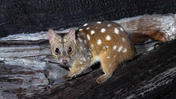 Western quoll