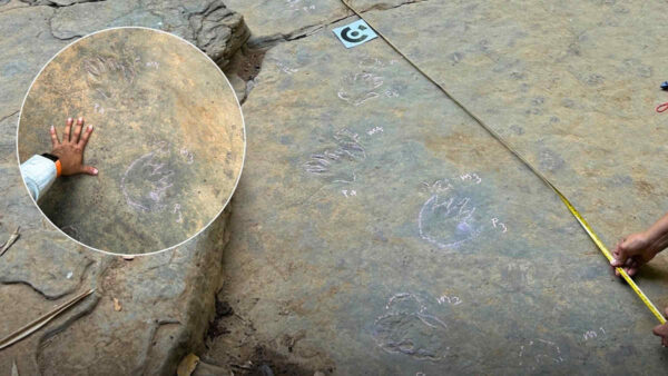 fossilised dinosaur footprints in thailand with tape measure and hand for scale