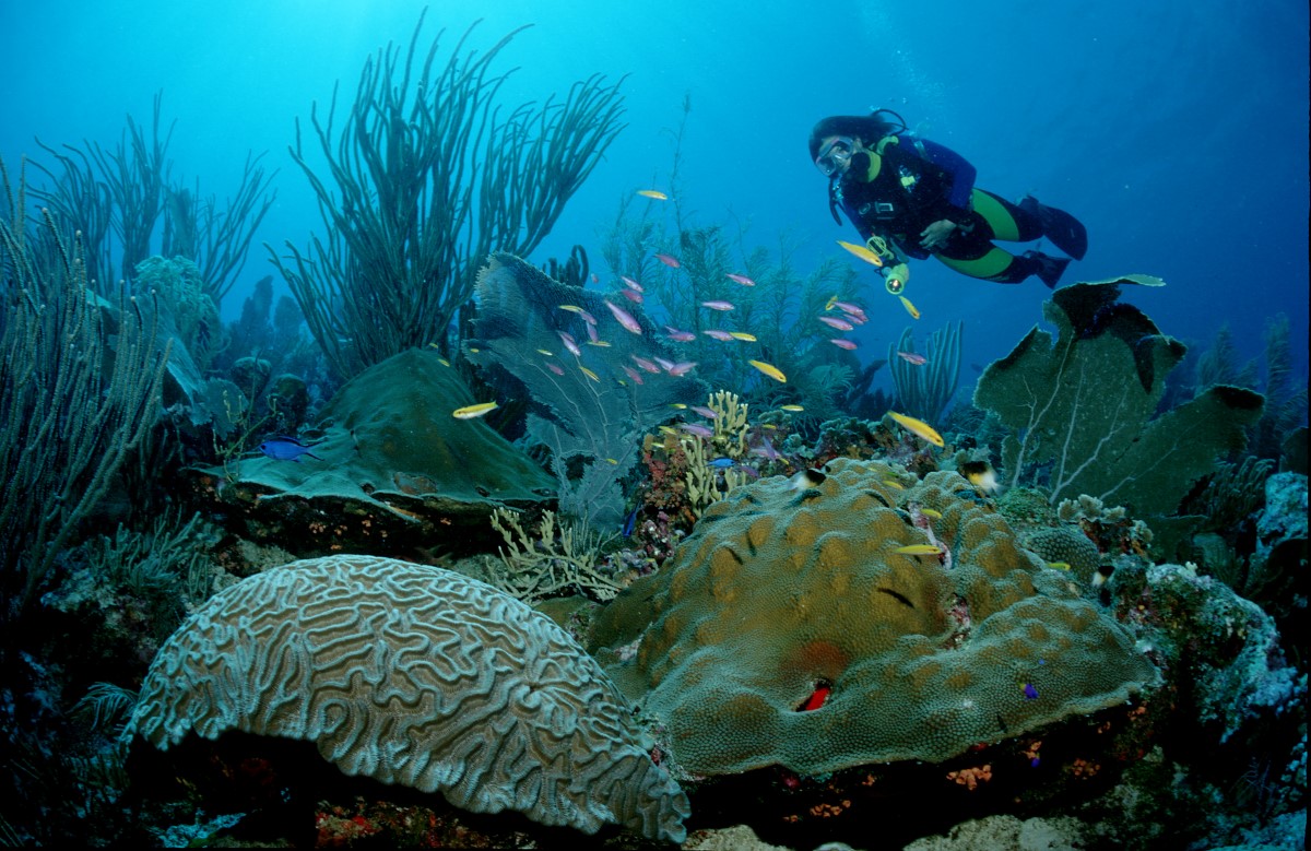 Read more about the article موج گرمای عظیم دریایی بازیابی صخره های مرجانی را تهدید می کند