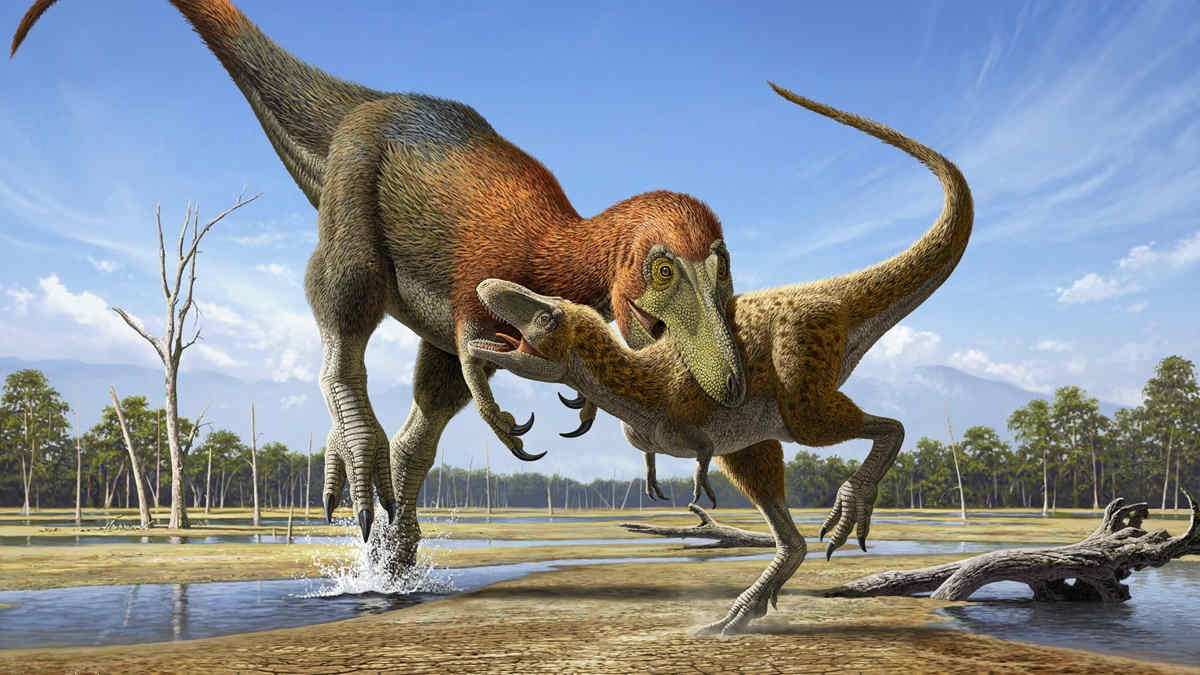 Tyrannosaurus rex may actually be three separate species