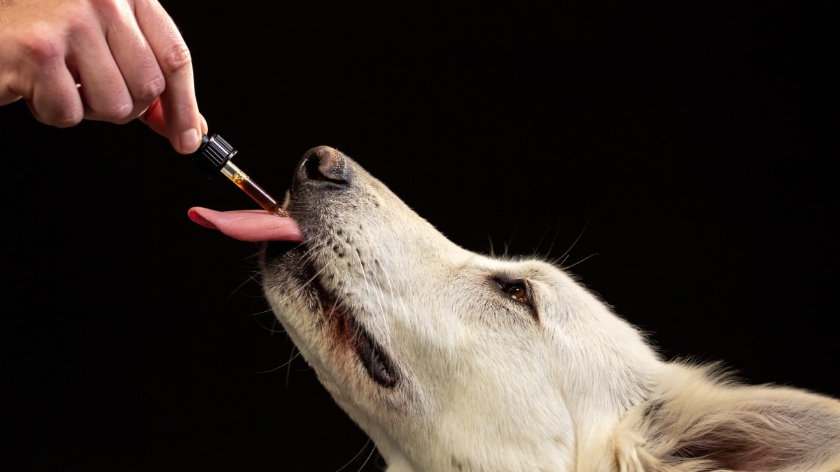 Danish owners are frequently self-prescribing