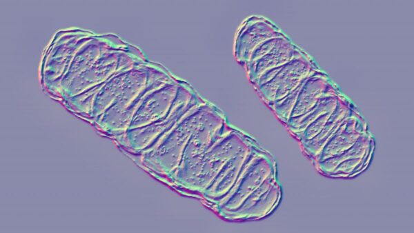 computer-generated image of mitochondria