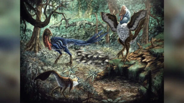 three feathered oviraptorosaurs rendering illustration