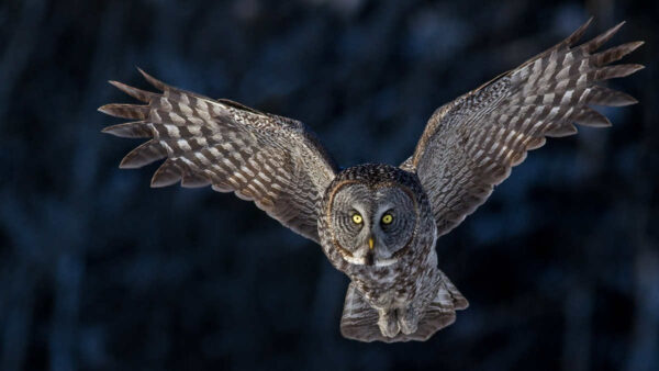 A Great Gray Owl emerges from the shadows of the forest edge