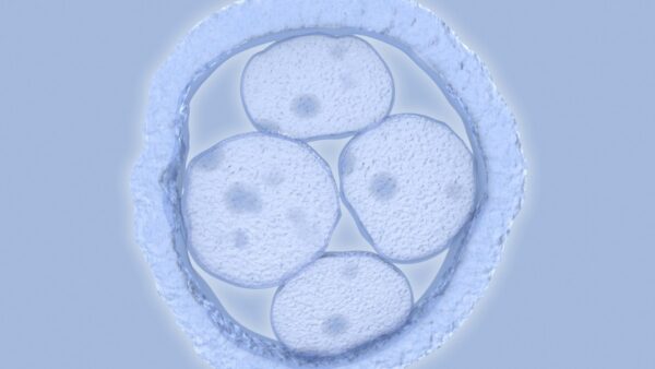 Illustration of a zygote with 4 cells