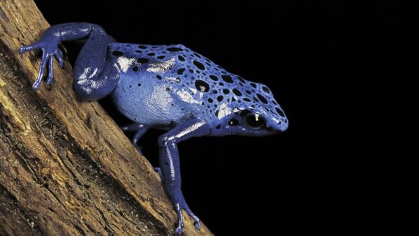 Photograph of a small blue frog with black splotches sitting on a log with a black background