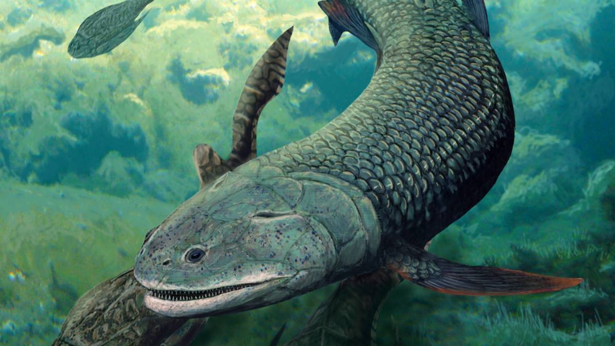 A 380-million-year-old fossil fish discovered in Australia breathes through holes in the top of its head