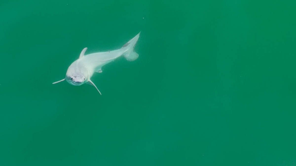 Nobody's ever filmed a newborn great white shark - until now