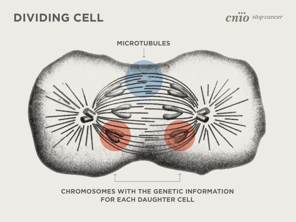 Division celular cnio eng