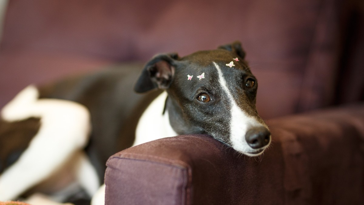 Dogs with small bodies and a long noses might outlive other flatter-faced breeds