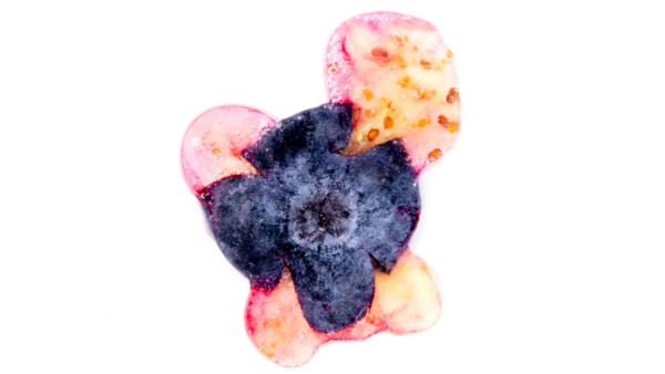 Photograph of a blueberry squished onto a white surface, with juice surrounding it