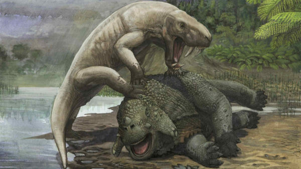 painting of an Inostrancevia alexandri attacks a Scutosaurus karpinski in prehistoric times