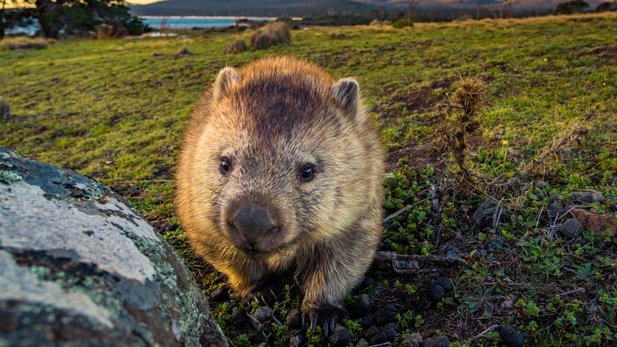 Your second favourite wombat fact is probably a lie. Sorry