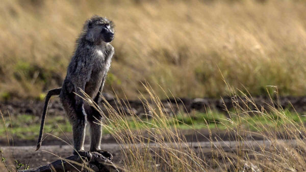 Baboon standing up on two legs