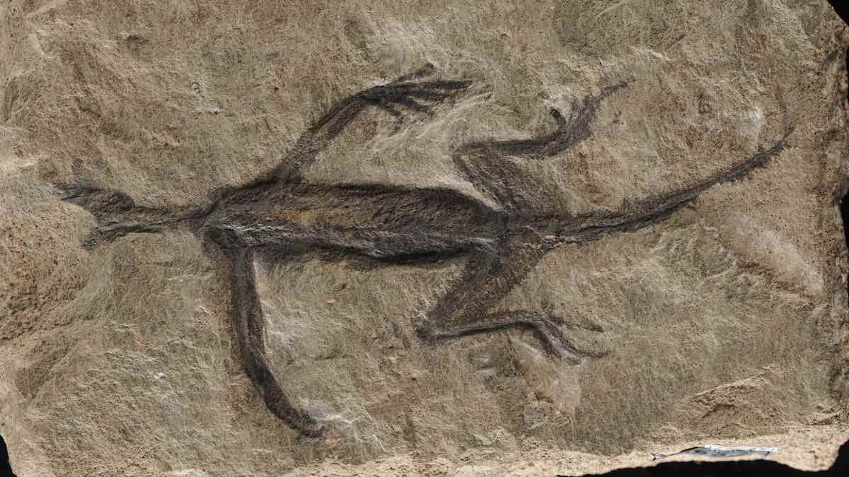 Scientists discover fraudulent fossils