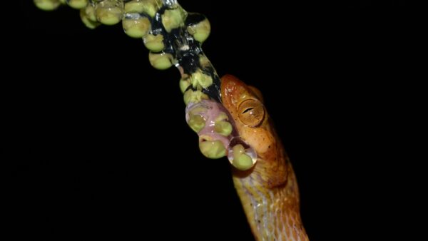 An orange and yellow coloured snake eating a batch of gelatinous tree frog eggs