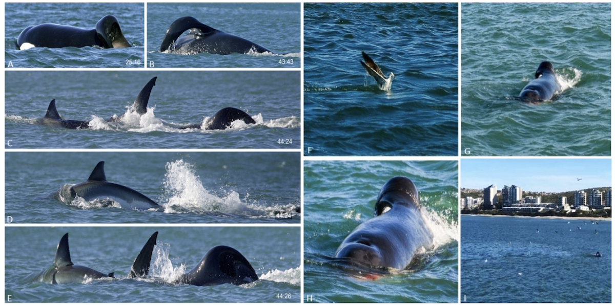 Lone orca kills a great white shark