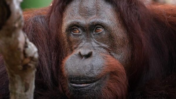 Close up photograph of an orangutan's face looking to the side.
